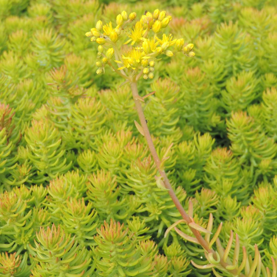Plantes Vivaces SEDUM reflexum 'Angelina' - Sédum en vente - Orpin en vente - Pépinière Lepage .