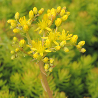 Plantes Vivaces SEDUM reflexum 'Angelina' - Sédum en vente - Orpin en vente - Pépinière Lepage .