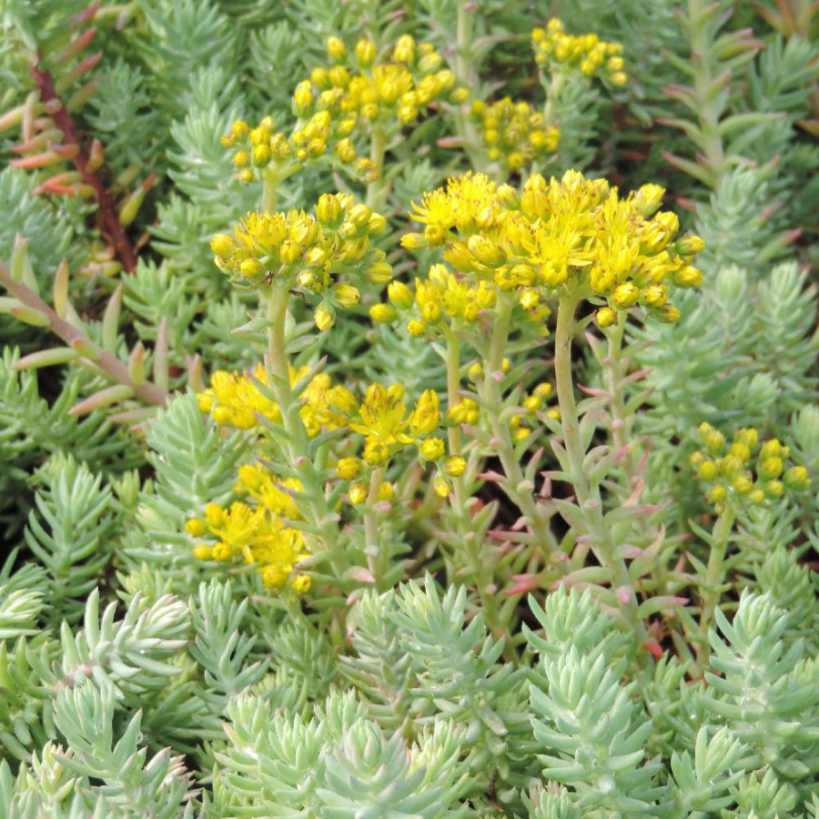 Plantes Vivaces SEDUM reflexum 'Glaucum' - Sédum en vente - Orpin en vente - Pépinière Lepage .