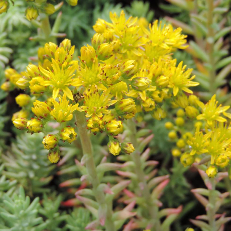 Plantes Vivaces SEDUM reflexum 'Glaucum' - Sédum en vente - Orpin en vente - Pépinière Lepage .
