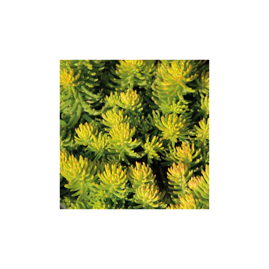 Plantes Vivaces SEDUM reflexum 'Yellow Cushion' - Sédum en vente - Orpin en vente - Pépinière Lepage .