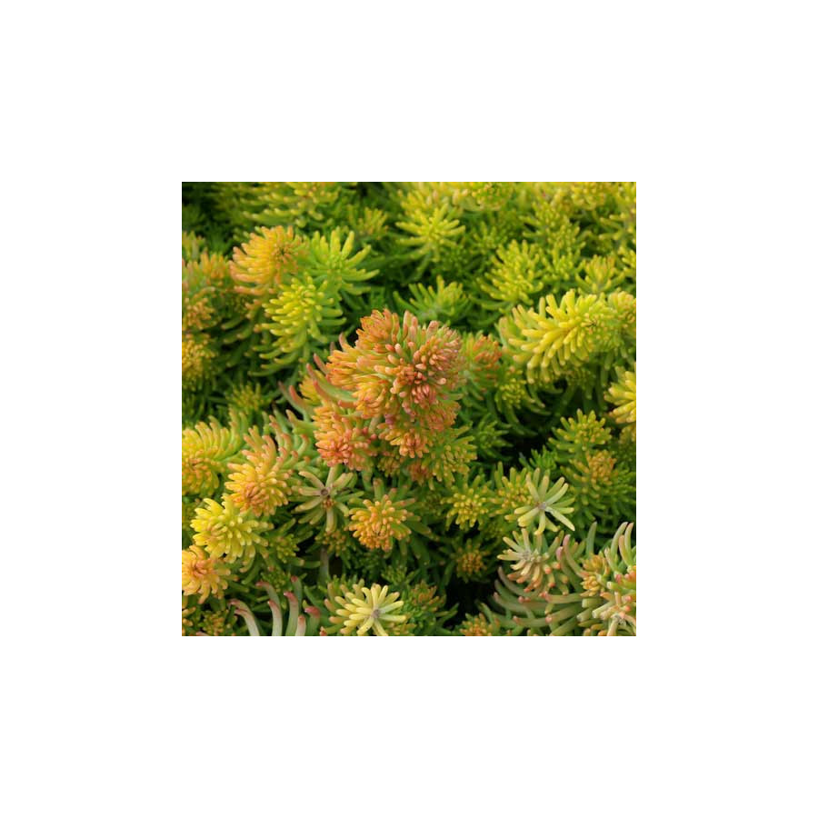 Plantes Vivaces SEDUM reflexum 'Yellow Cushion' - Sédum en vente - Orpin en vente - Pépinière Lepage .