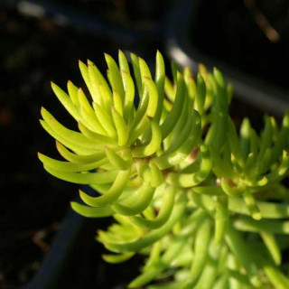 Plantes Vivaces SEDUM reflexum 'Yellow Cushion' - Sédum en vente - Orpin en vente - Pépinière Lepage .