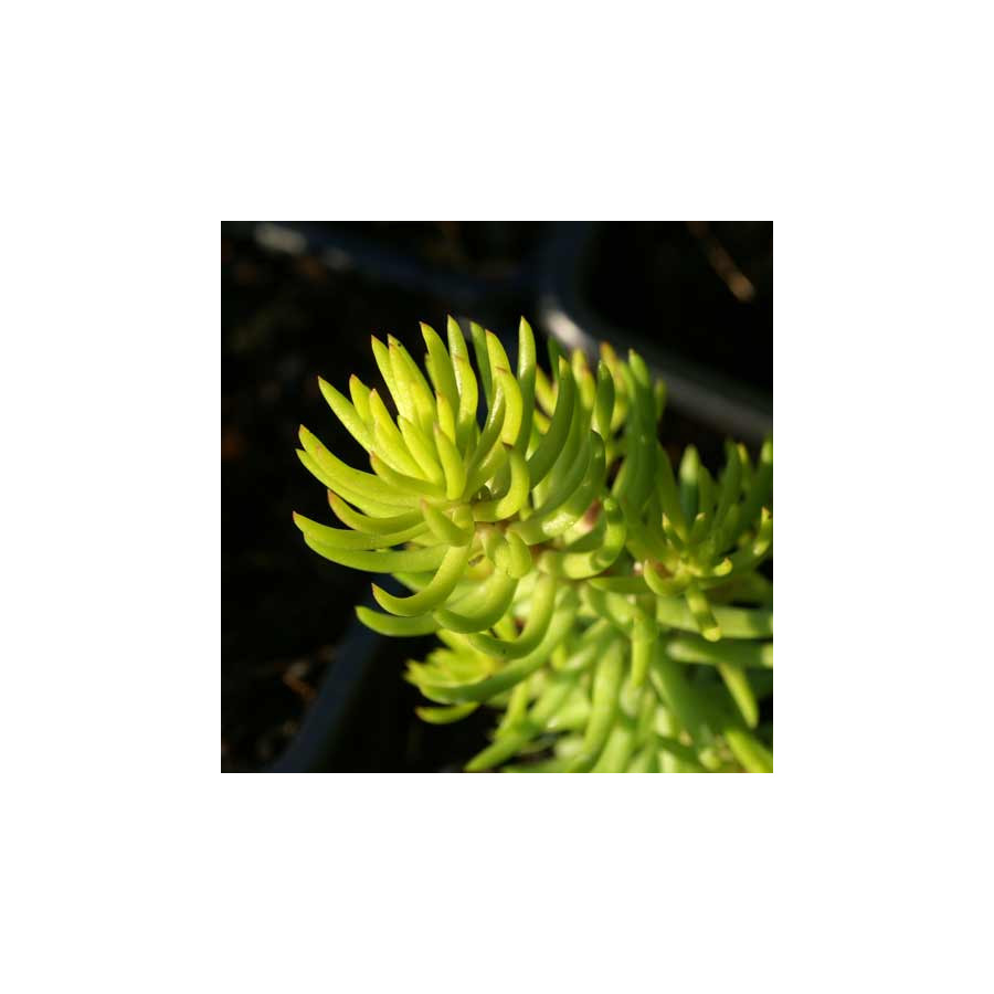 Plantes Vivaces SEDUM reflexum 'Yellow Cushion' - Sédum en vente - Orpin en vente - Pépinière Lepage .