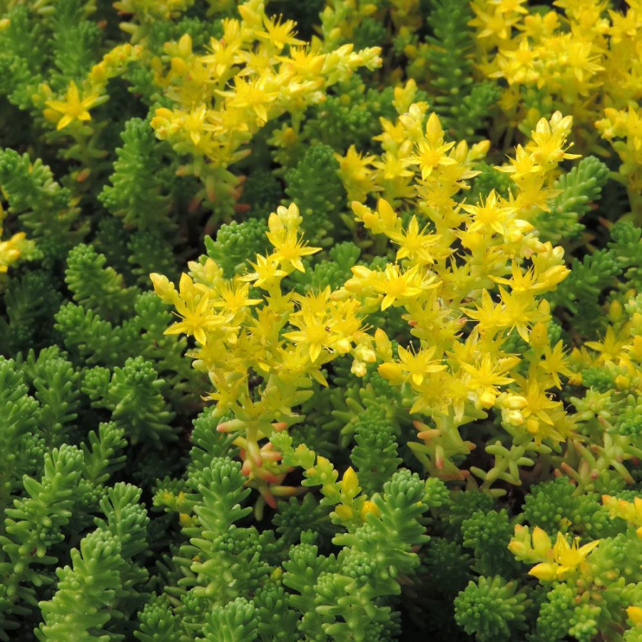 plantes-vivaces-sedum-sexangulare-sedum-en-vente-orpin-en-vente-pepiniere-lepage-