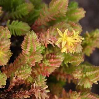 plantes-vivaces-sedum-sexangulare-sedum-en-vente-orpin-en-vente-pepiniere-lepage-