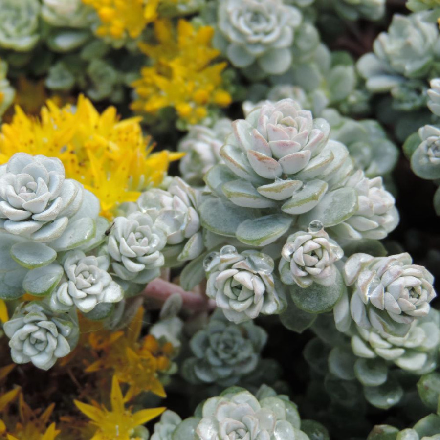 Plantes Vivaces SEDUM spathulifolium 'Cape Blanco' - Sédum en vente - Orpin en vente - Pépinière Lepage .