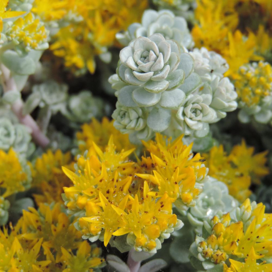 Plantes Vivaces SEDUM spathulifolium 'Cape Blanco' - Sédum en vente - Orpin en vente - Pépinière Lepage .