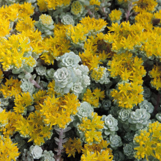 Plantes Vivaces SEDUM spathulifolium 'Cape Blanco' - Sédum en vente - Orpin en vente - Pépinière Lepage .