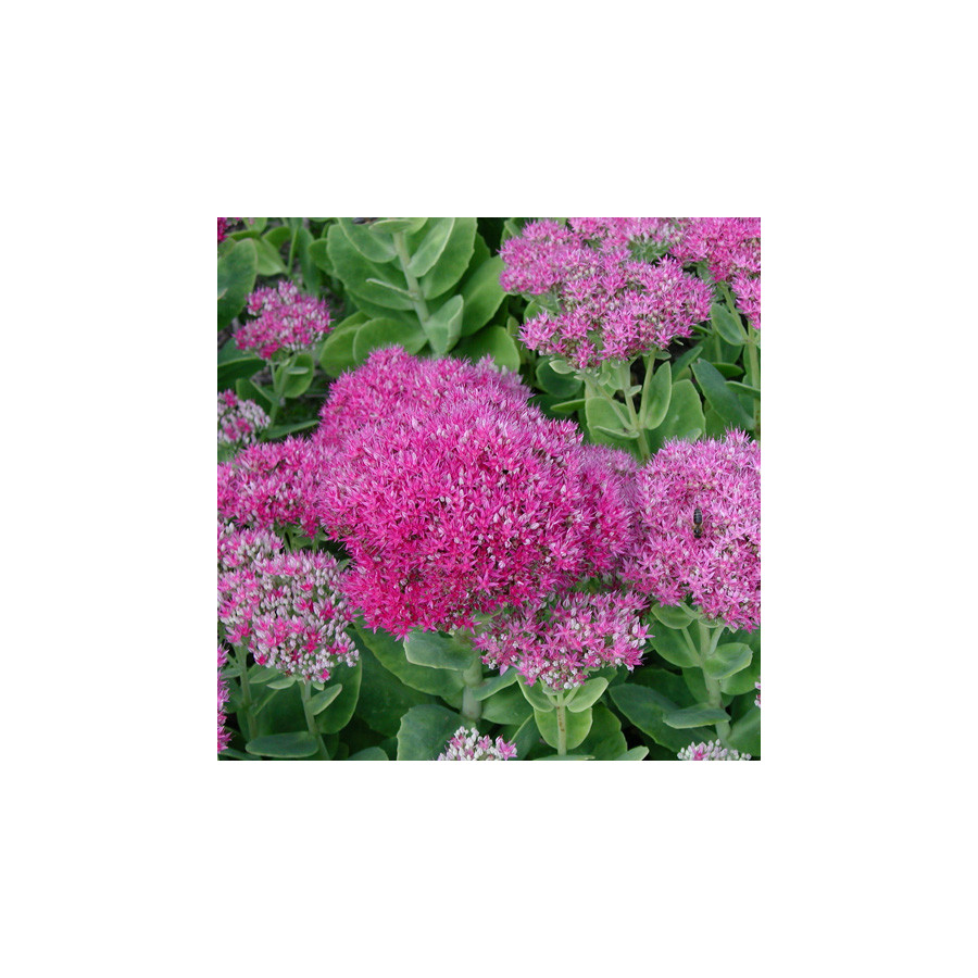Plantes Vivaces SEDUM spectabile 'Brilliant' - Sédum en vente - Orpin en vente - Pépinière Lepage .