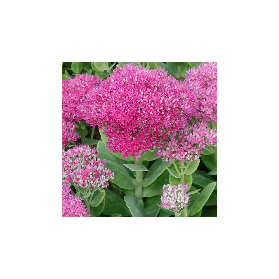 Plantes Vivaces SEDUM spectabile 'Brilliant' - Sédum en vente - Orpin en vente - Pépinière Lepage .