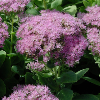 plantes-vivaces-sedum-spectabile-carmen-sedum-en-vente-orpin-en-vente-pepiniere-lepage-