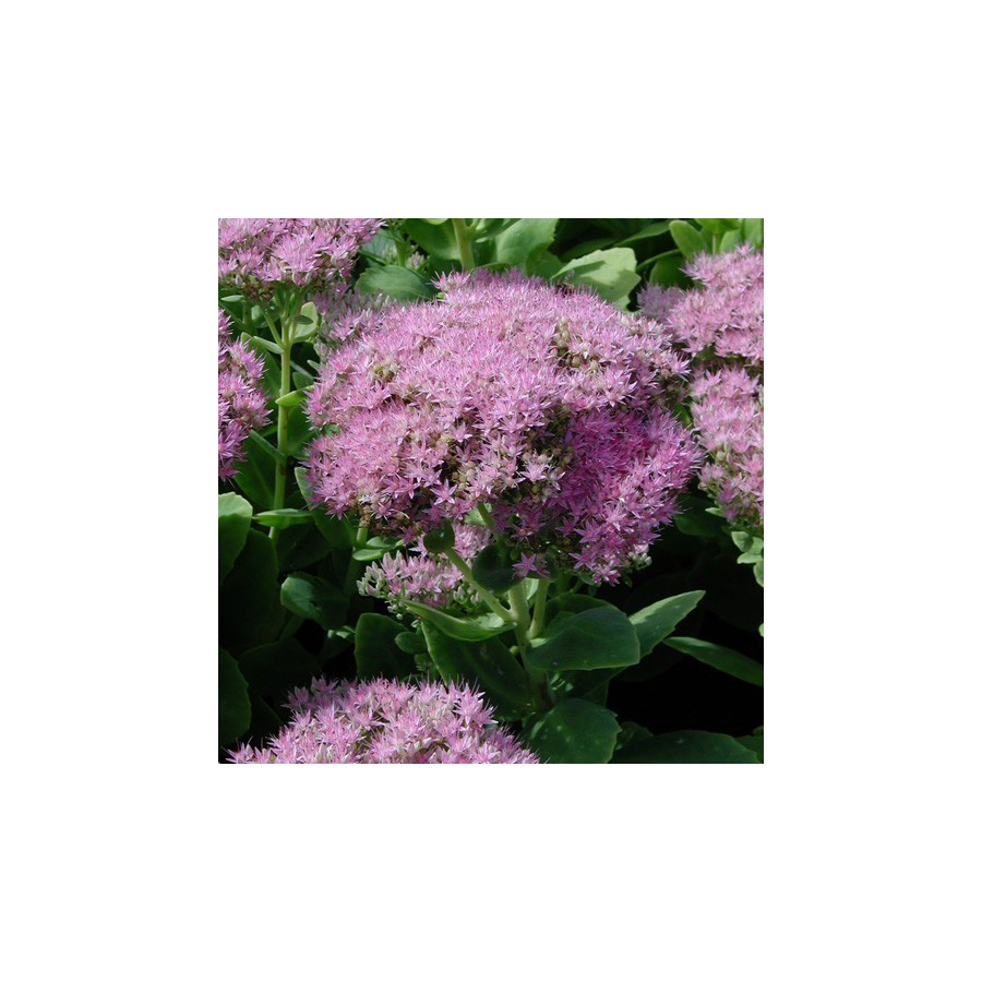 Plantes Vivaces SEDUM spectabile 'Carmen' - Sédum en vente - Orpin en vente - Pépinière Lepage .