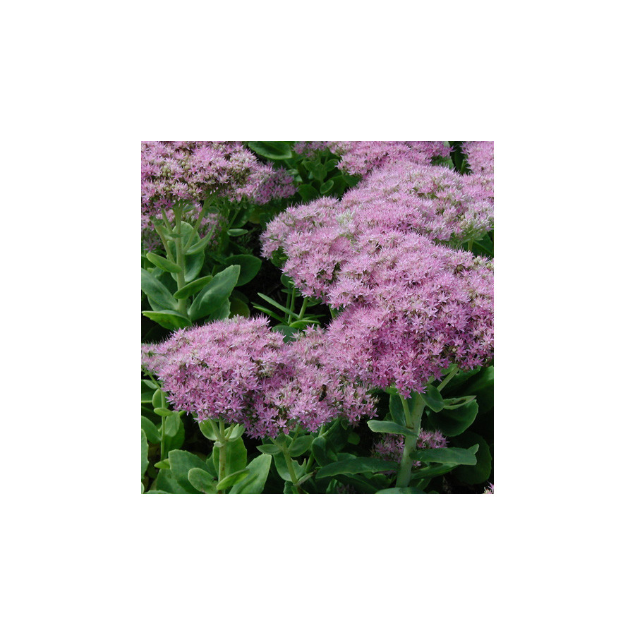 Plantes Vivaces SEDUM spectabile 'Carmen' - Sédum en vente - Orpin en vente - Pépinière Lepage .