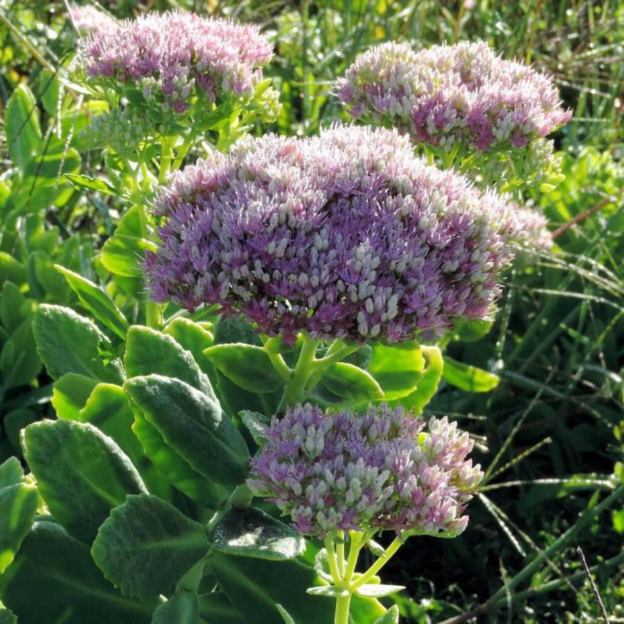 Plantes Vivaces SEDUM spectabile 'Rosenteller' - Sédum en vente - Orpin en vente - Pépinière Lepage .