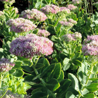 Plantes Vivaces SEDUM spectabile 'Rosenteller' - Sédum en vente - Orpin en vente - Pépinière Lepage .