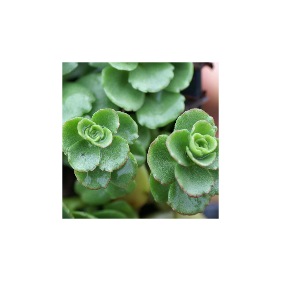 Plantes Vivaces SEDUM spurium 'Album Superbum' - Sédum en vente - Orpin en vente - Pépinière Lepage .