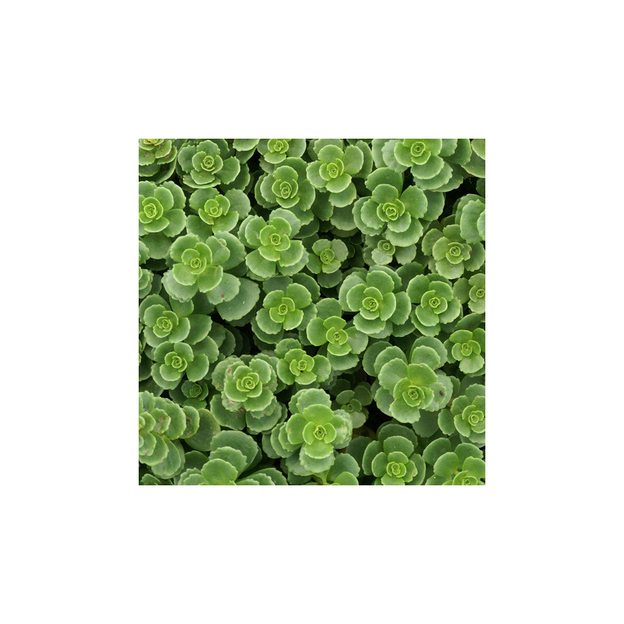 Plantes Vivaces SEDUM spurium 'Album Superbum' - Sédum en vente - Orpin en vente - Pépinière Lepage .