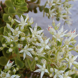 Plantes Vivaces SEDUM spurium 'Album Superbum' - Sédum en vente - Orpin en vente - Pépinière Lepage .