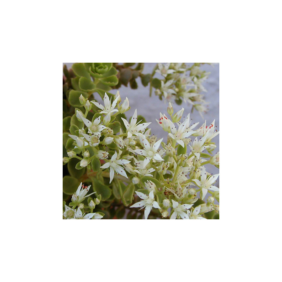 Plantes Vivaces SEDUM spurium 'Album Superbum' - Sédum en vente - Orpin en vente - Pépinière Lepage .