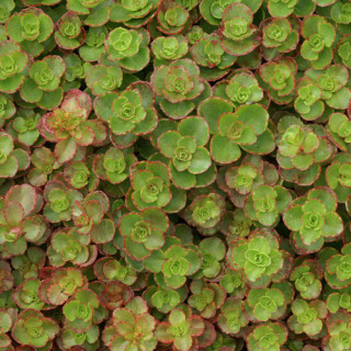 plantes-vivaces-sedum-spurium-atropurpureum-sedum-en-vente-orpin-en-vente-pepiniere-lepage-