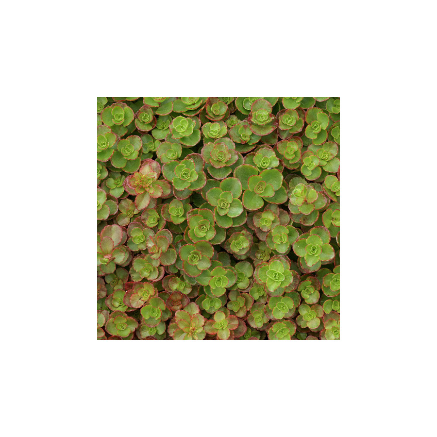 plantes-vivaces-sedum-spurium-atropurpureum-sedum-en-vente-orpin-en-vente-pepiniere-lepage-