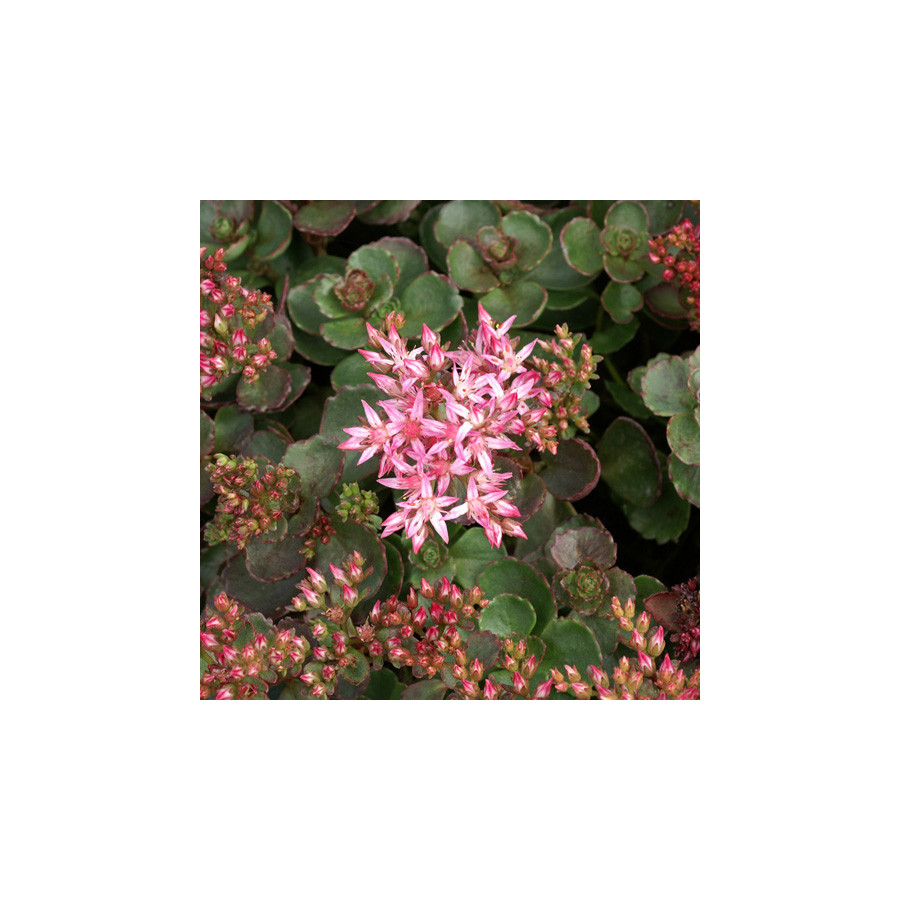 plantes-vivaces-sedum-spurium-atropurpureum-sedum-en-vente-orpin-en-vente-pepiniere-lepage-