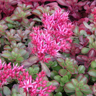 plantes-vivaces-sedum-spurium-fuldaglut-sedum-en-vente-orpin-en-vente-pepiniere-lepage-