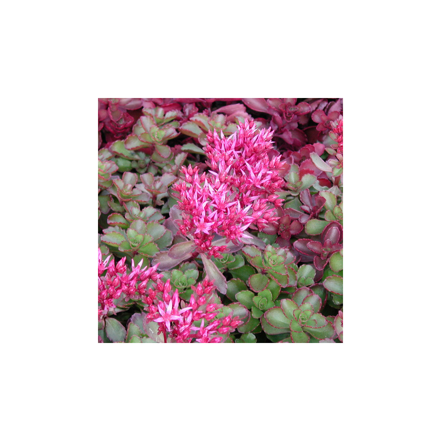 Plantes Vivaces SEDUM spurium 'Fuldaglut' - Sédum en vente - Orpin en vente - Pépinière Lepage .