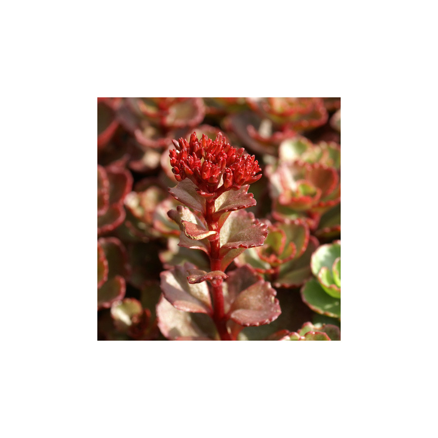 Plantes Vivaces SEDUM spurium 'Fuldaglut' - Sédum en vente - Orpin en vente - Pépinière Lepage .