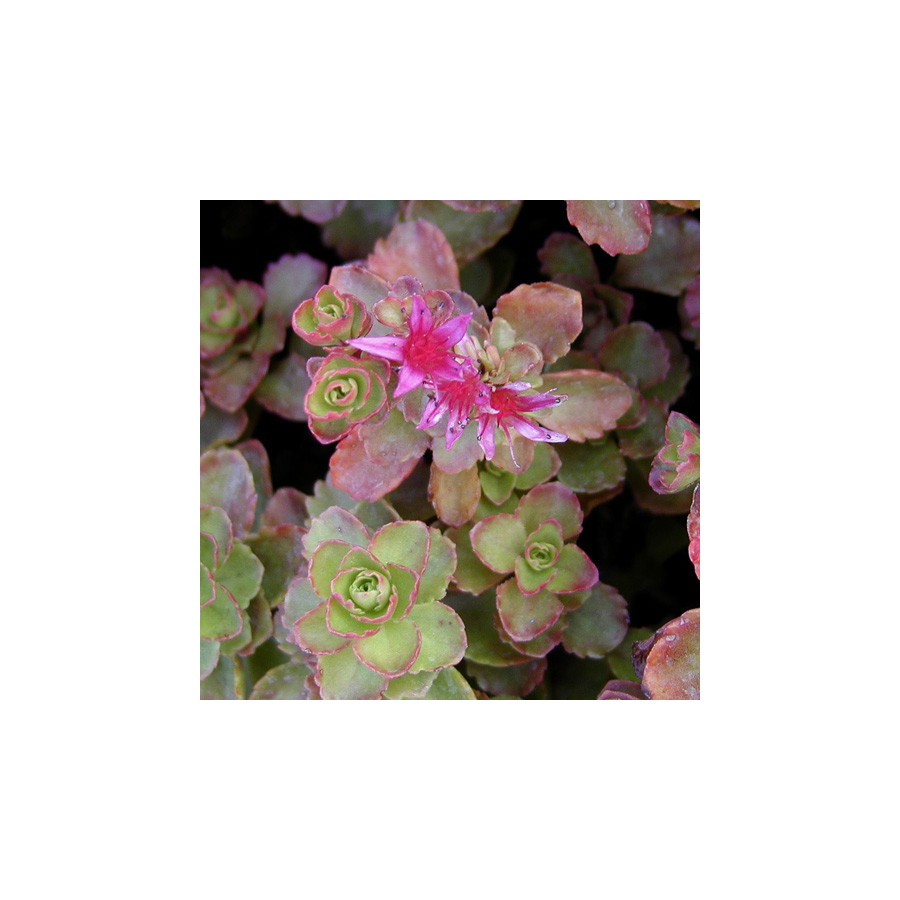 Plantes Vivaces SEDUM spurium 'Schorbuser Blüt' ('Dragon's Blood') - Sédum en vente - Orpin en vente - Pépinière Lepage .