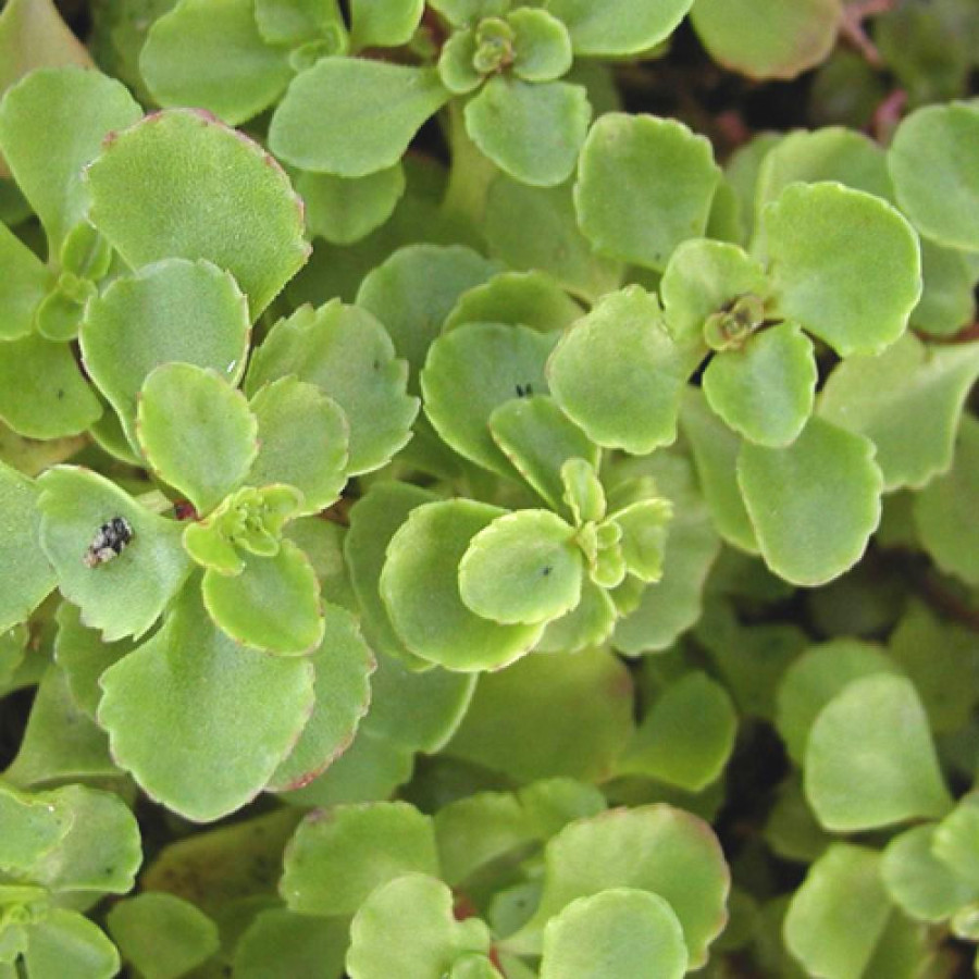 Plantes Vivaces SEDUM spurium 'Splendens' ('Coccineum') - Sédum en vente - Orpin en vente - Pépinière Lepage .