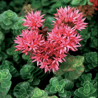 plantes-vivaces-sedum-spurium-summer-glory-sedum-en-vente-orpin-en-vente-pepiniere-lepage-