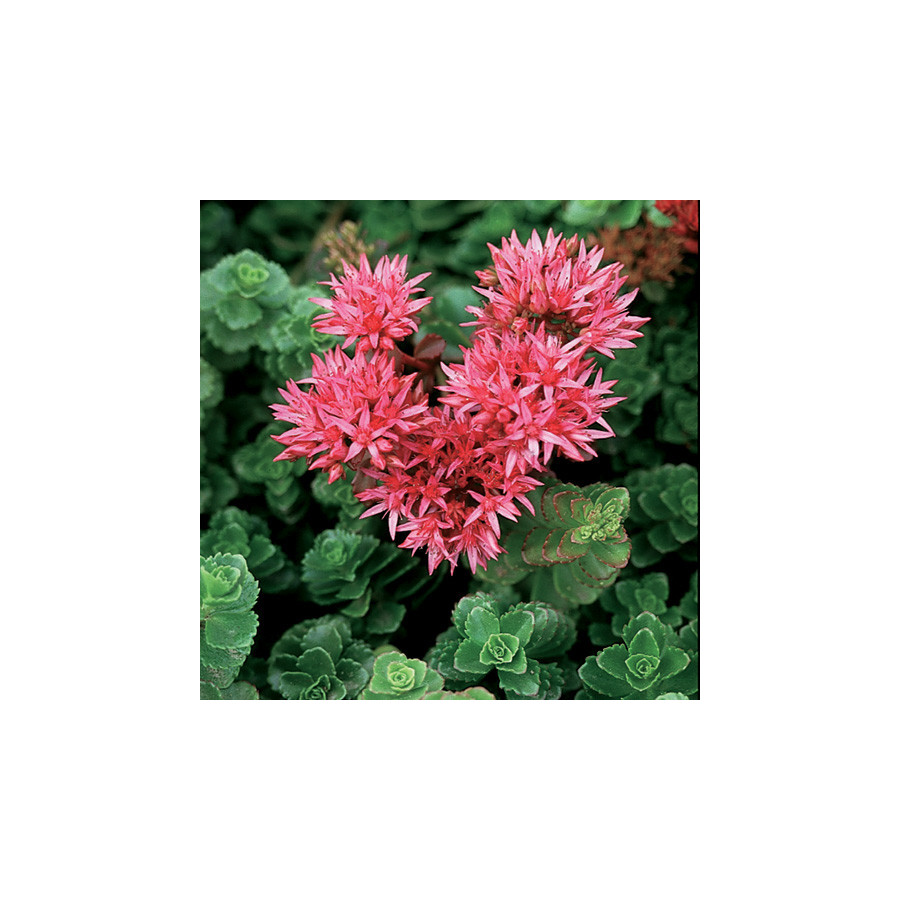 plantes-vivaces-sedum-spurium-summer-glory-sedum-en-vente-orpin-en-vente-pepiniere-lepage-