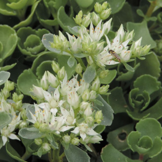 plantes-vivaces-sedum-spurium-summer-snow-en-vente-pepiniere-lepage-