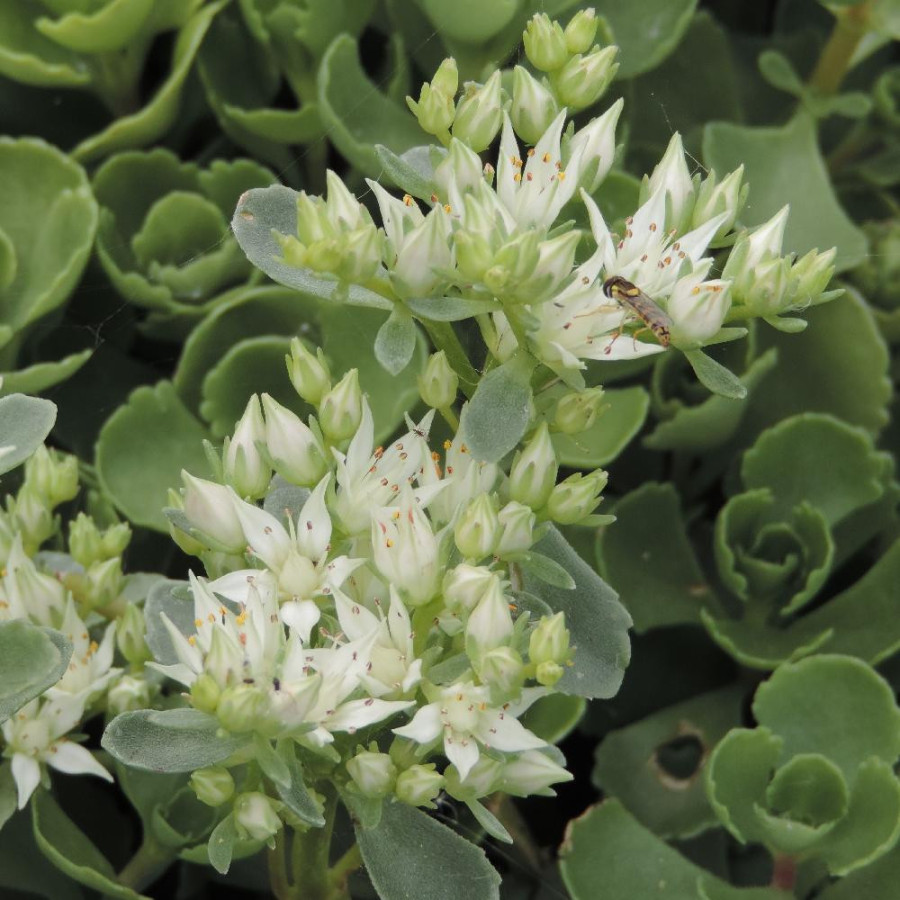 Plantes Vivaces SEDUM spurium 'Summer Snow' en vente - Pépinière Lepage .