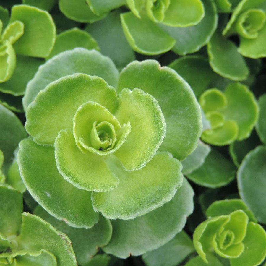 Plantes Vivaces SEDUM spurium 'Summer Snow' en vente - Pépinière Lepage .