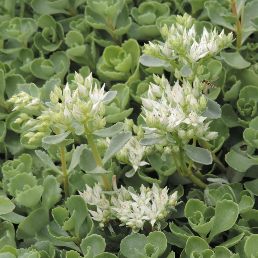 Plantes Vivaces SEDUM spurium 'Summer Snow' en vente - Pépinière Lepage .