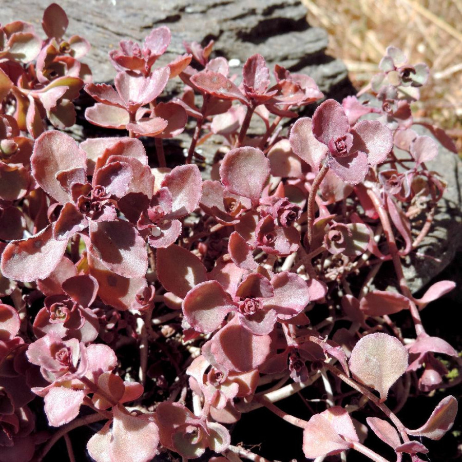 Plantes Vivaces SEDUM spurium 'Woodoo' - Sédum en vente - Pépinière Lepage .