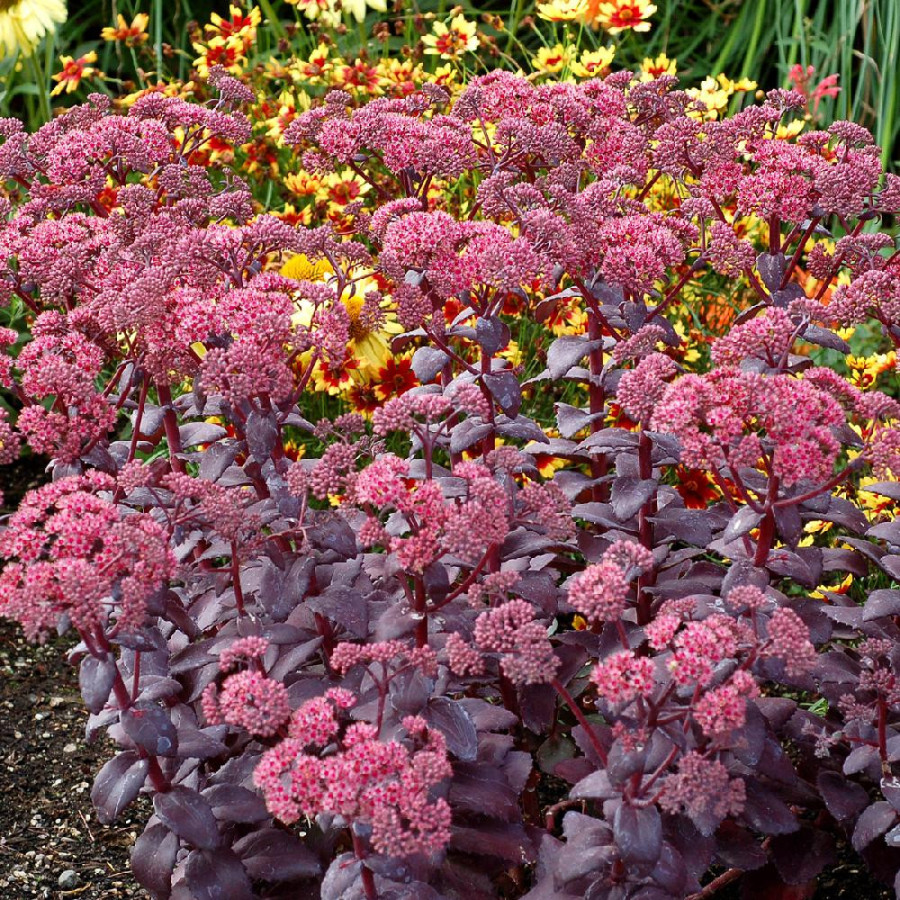 SEDUM telephium 'Cherry Truffle'