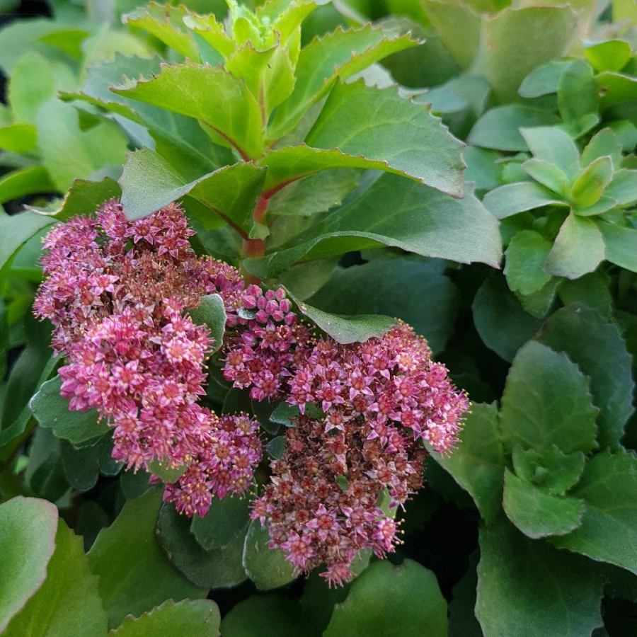 plantes-vivaces-sedum-telephium-double-martini-R-sedum-en-vente-orpin-en-vente-pepiniere-lepage-
