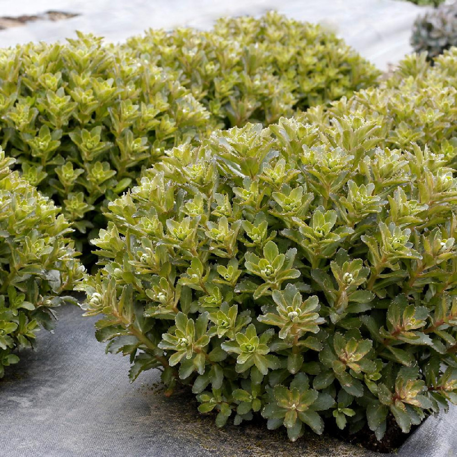 plantes-vivaces-sedum-telephium-double-martini-R-sedum-en-vente-orpin-en-vente-pepiniere-lepage-