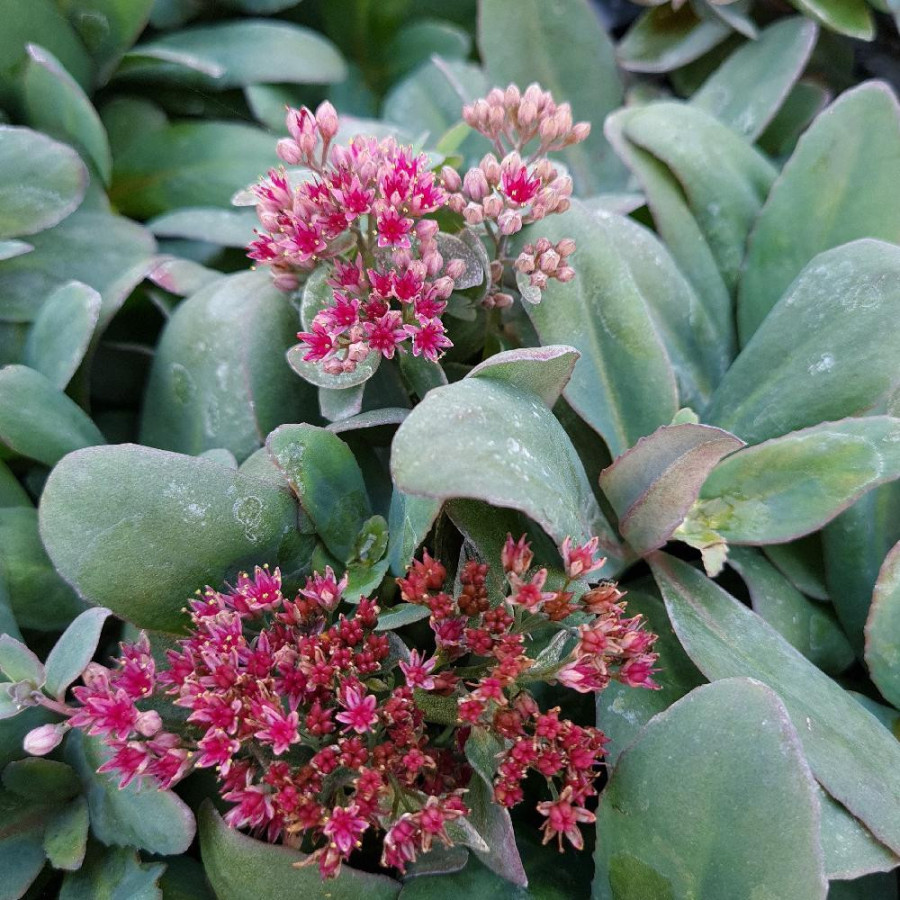 Plantes Vivaces SEDUM telephium 'Marina' ® - Sédum en vente - Orpin en vente - Pépinière Lepage .