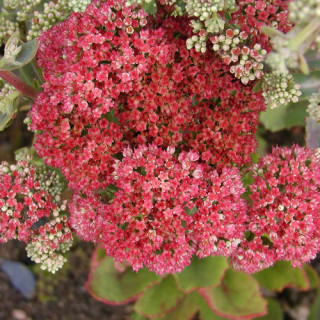 SEDUM telephium 'Munstead Dark Red'