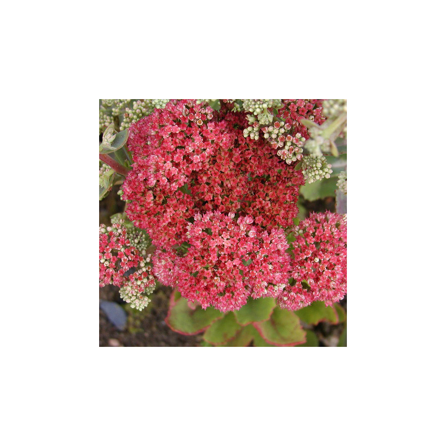 Plantes Vivaces SEDUM telephium 'Munstead Dark Red' - Sédum en vente - Orpin en vente - Pépinière Lepage .