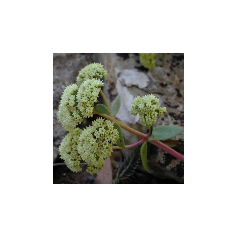 plantes-vivaces-sedum-telephium-ssp-maximum-sedum-en-vente-orpin-en-vente-pepiniere-lepage-