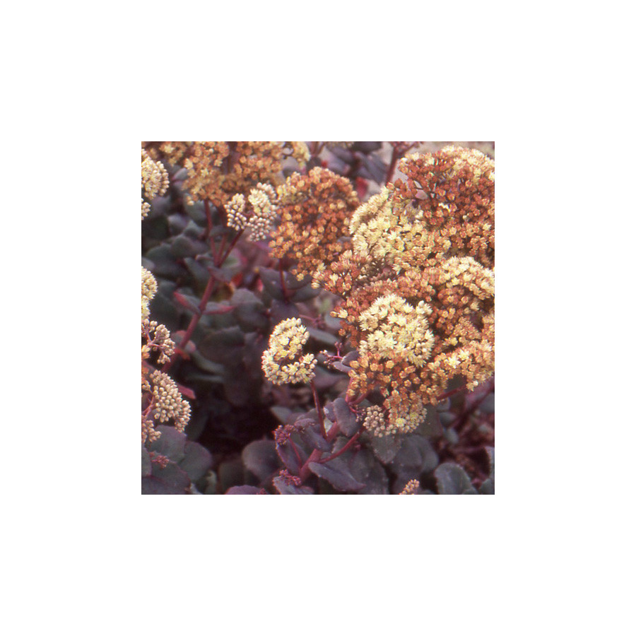 Plantes Vivaces SEDUM telephium ssp. ruprechtii 'Hab Gray' - Sédum en vente - Orpin en vente - Pépinière Lepage .
