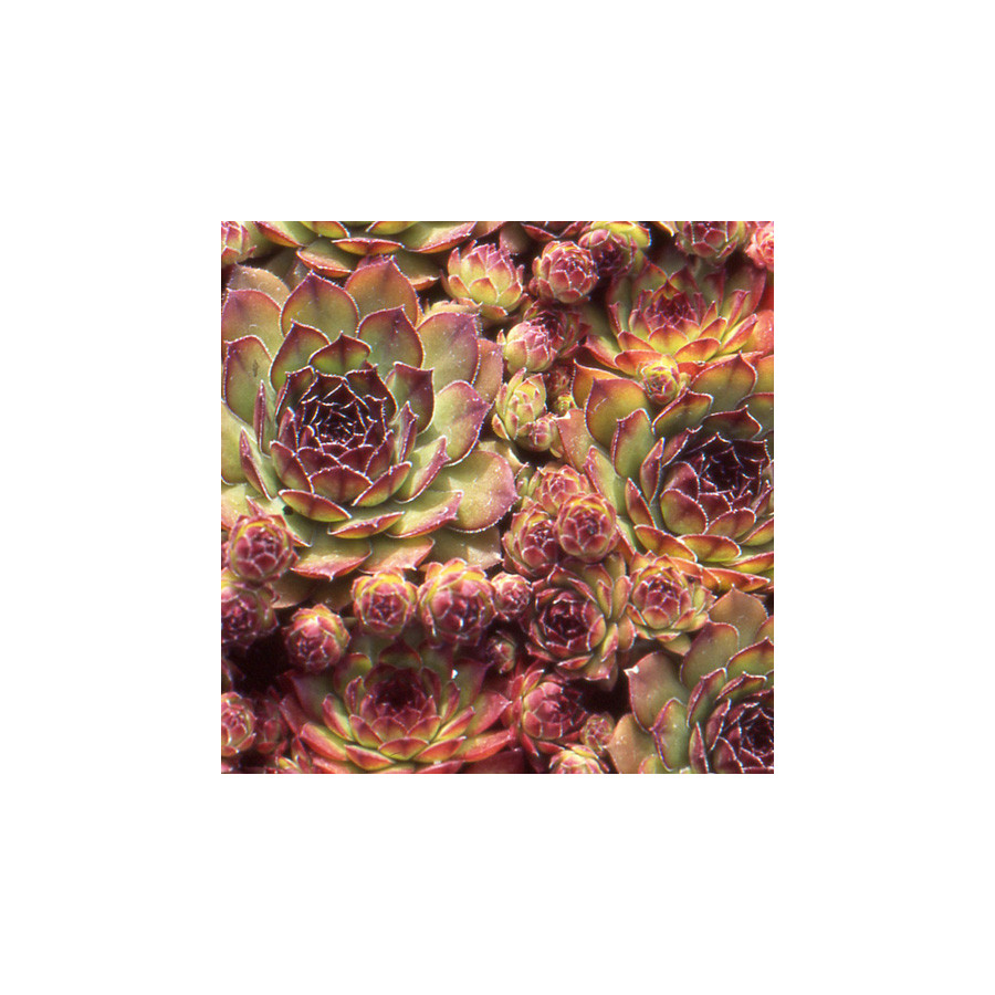plantes-vivaces-sempervivum-noir-joubarbe-en-vente-pepiniere-lepage-
