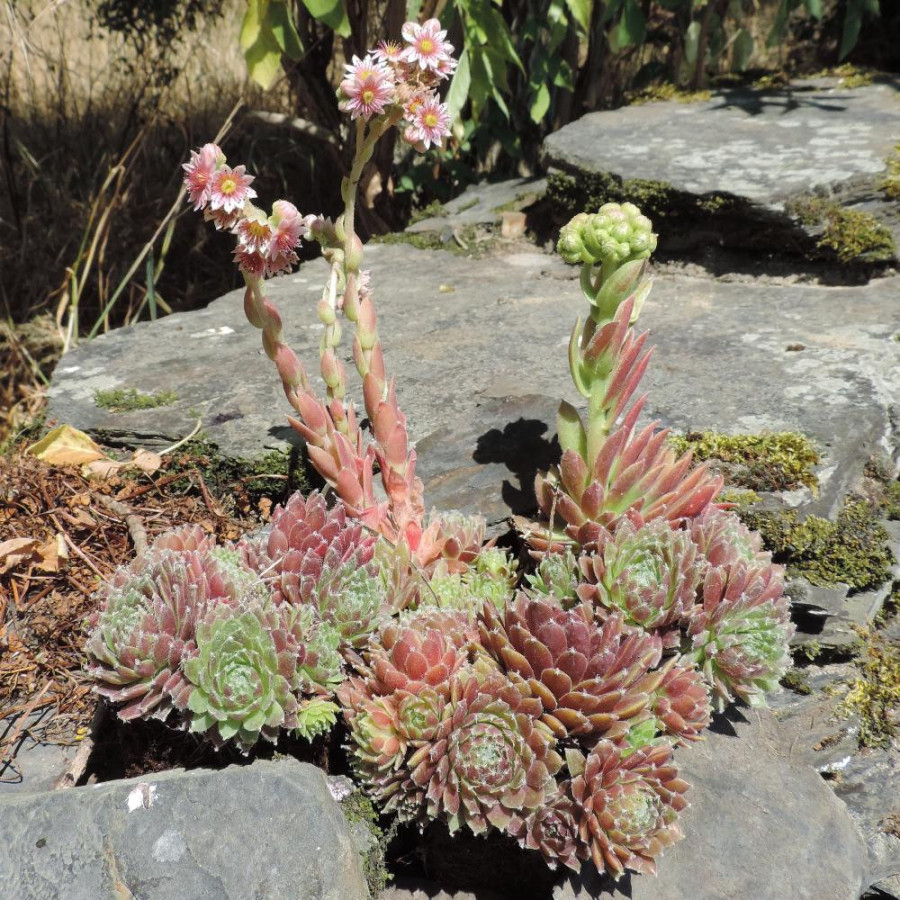 plantes-vivaces-sempervivum-silberkarneol-joubarbe-en-vente-pepiniere-lepage-