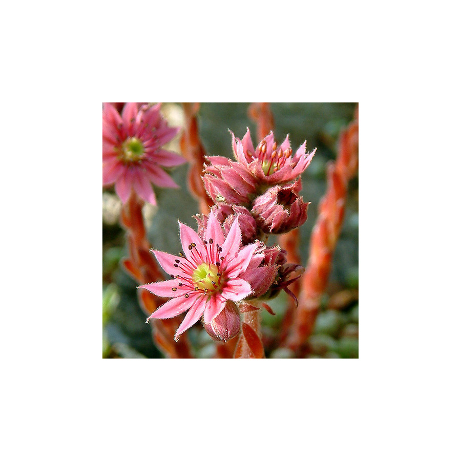 Plantes Vivaces SEMPERVIVUM arachnoideum - Joubarbe à toile d'araignée en vente - Pépinière Lepage .